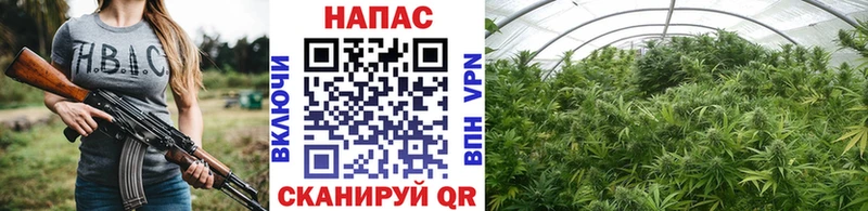 Шишки марихуана Bruce Banner  Купить где  Камбарка 